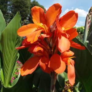 Canna Lilies