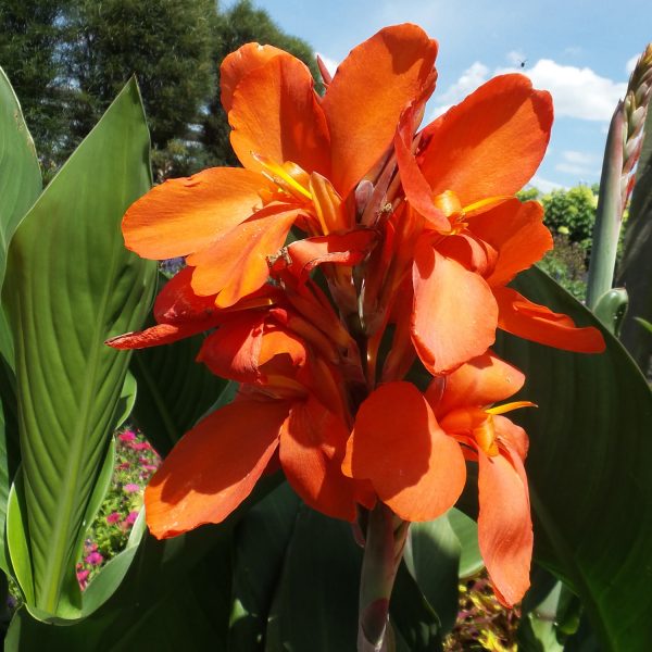 CANNA TOUCAN ORANGE CANNA LILY