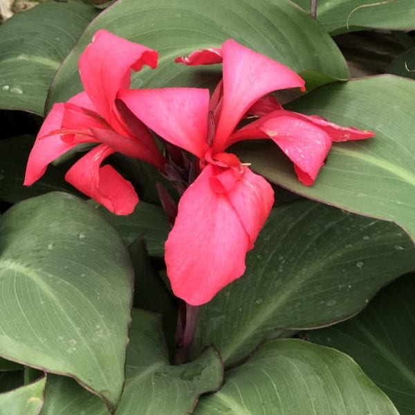 CANNA TOUCAN ROSE CANNA LILY