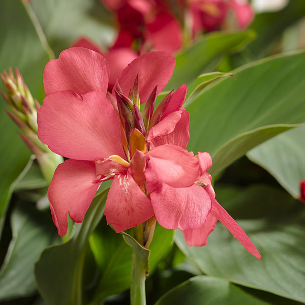 CANNA TOUCAN ROSE CANNA LILY