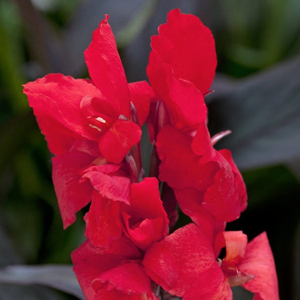 CANNA TOUCAN SCARLET CANNA LILY