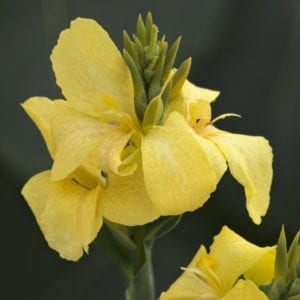 CANNA TOUCAN YELLOW CANNA LILY