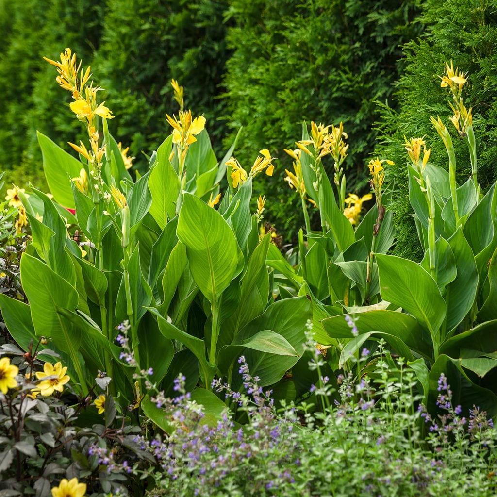 TOUCAN® Yellow Canna Lily Order Online