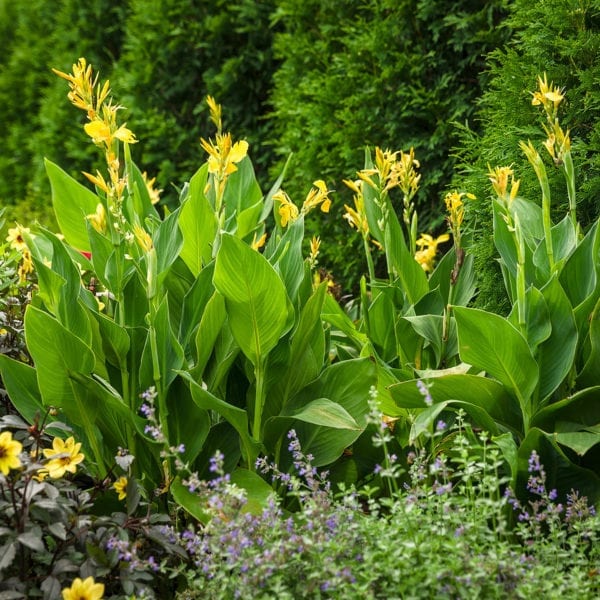 CANNA TOUCAN YELLOW CANNA LILY