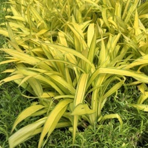 CAREX BANANA BOAT SEDGE