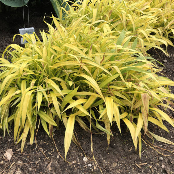 CAREX BANANA BOAT SEDGE