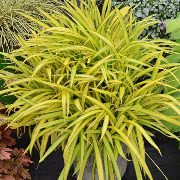 CAREX BANANA BOAT SEDGE