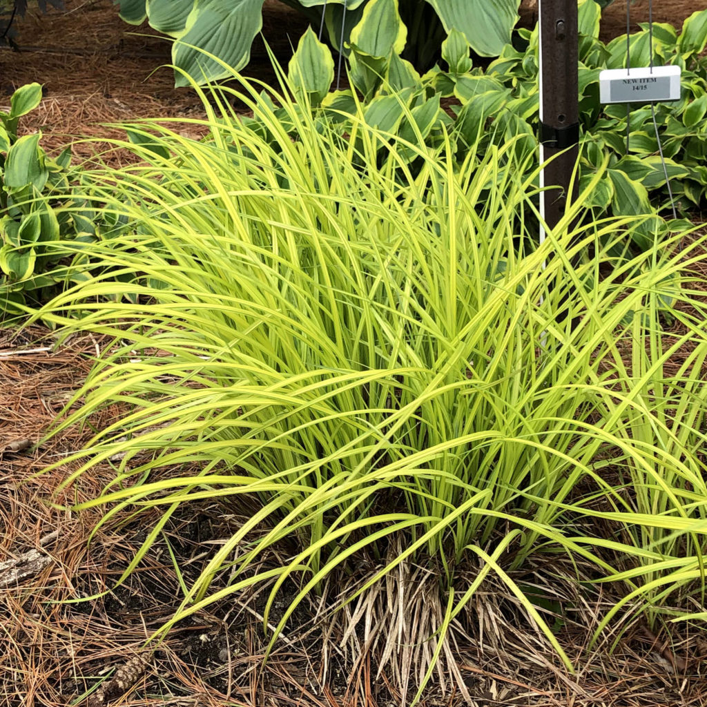 CAREX BOWLES GOLDEN SEDGE GRASS