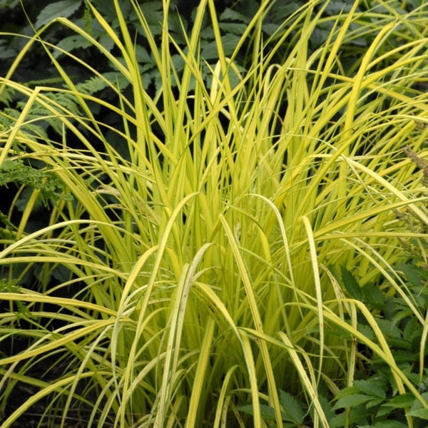 CAREX BOWLES GOLDEN SEDGE GRASS