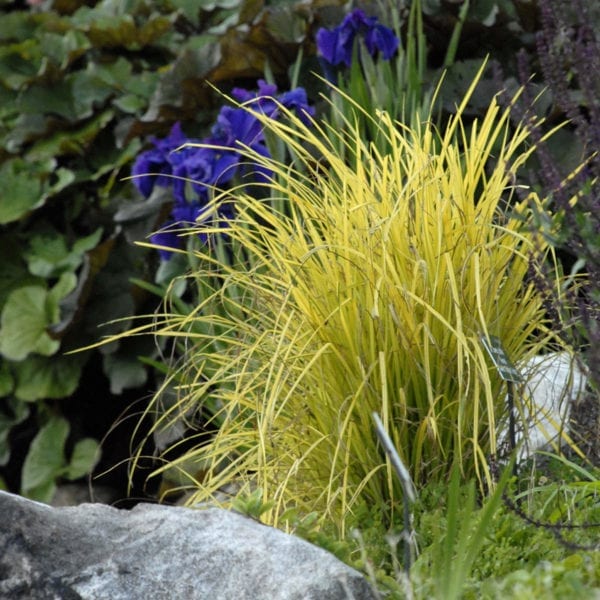 CAREX BOWLES GOLDEN SEDGE GRASS