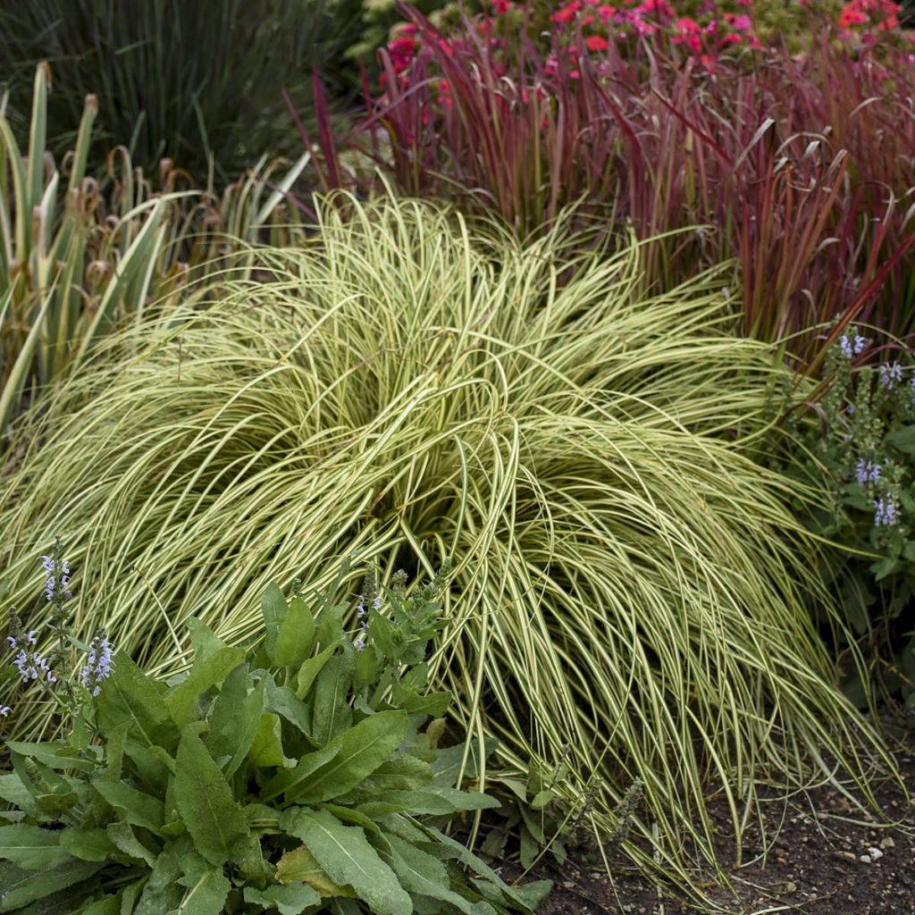 CAREX EVERGOLD SEDGE