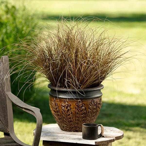 CAREX GRACEFUL GRASSES TOFFEE TWIST SEDGE GRASS