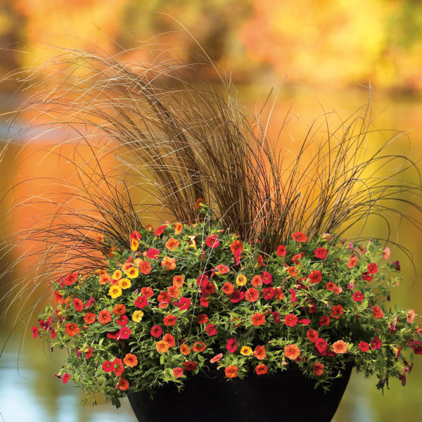 CAREX GRACEFUL GRASSES TOFFEE TWIST SEDGE GRASS