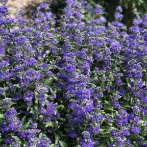 Bluebeard - Caryopteris