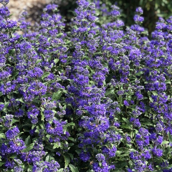 CARYOPTERIS BEYOND MIDNIGHT BLUEBEARD