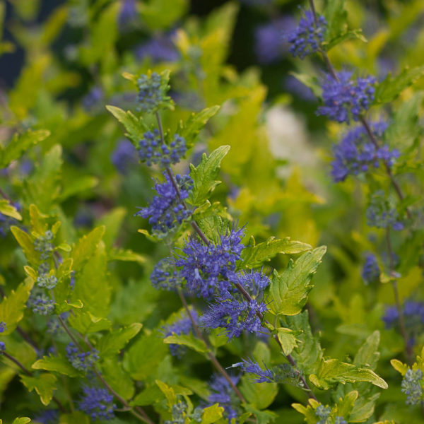 CARYOPTERIS LIL MISS SUNSHINE BLUEBEARD