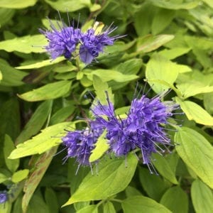 CARYOPTERIS SUNSHINE BLUE II BLUEBEARD