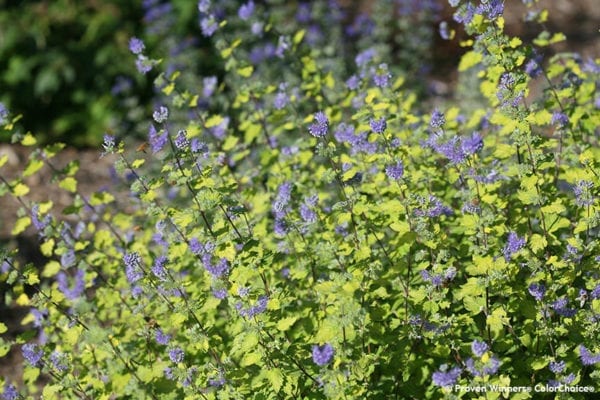 CARYOPTERIS SUNSHINE BLUE II BLUEBEARD