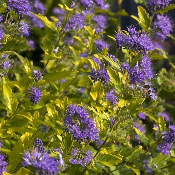 CARYOPTERIS SUNSHINE BLUE II BLUEBEARD