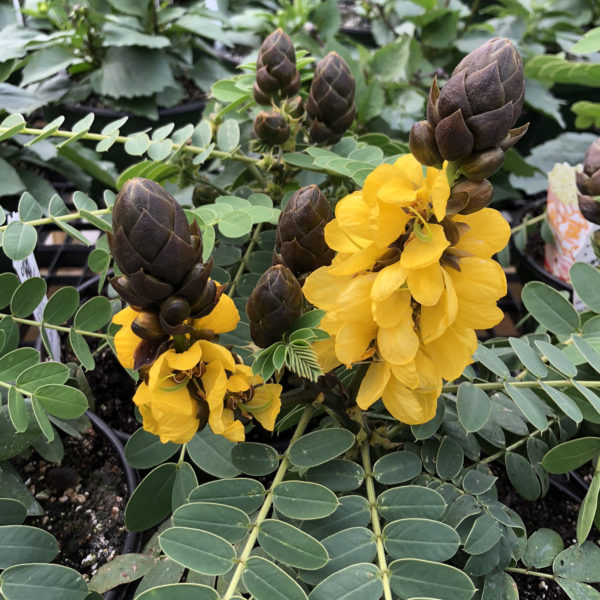 CASSIA POPCORN FLOWER