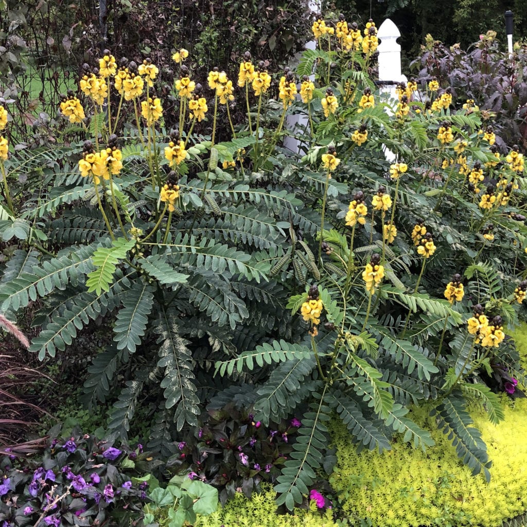 Cassia 'Popcorn' Garden Crossings