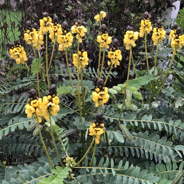 CASSIA POPCORN FLOWER