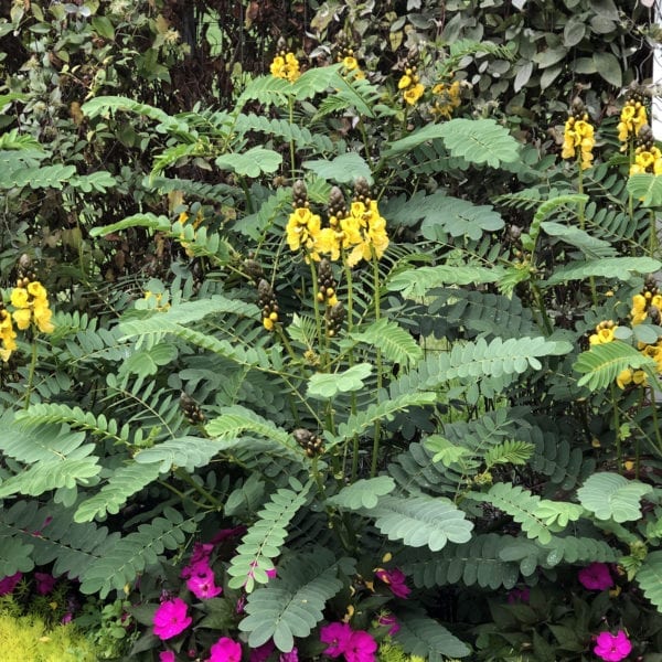 CASSIA POPCORN FLOWER