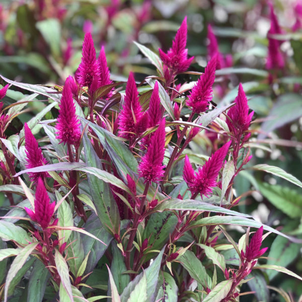 CELOSIA INTENZ LIPSTICK COCKSCOMB