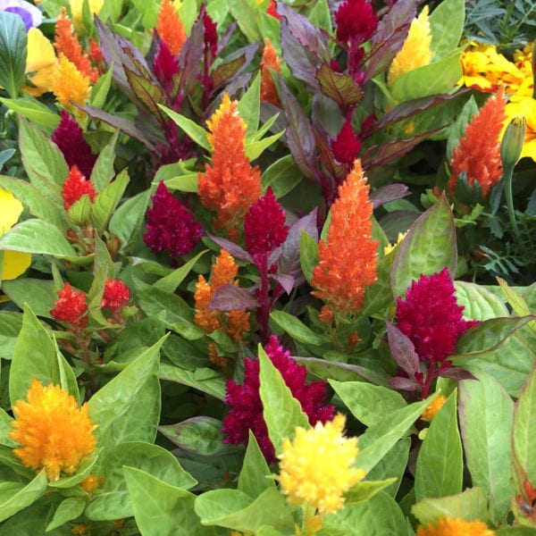 CELOSIA KIMONO MIX COCKSCOMB