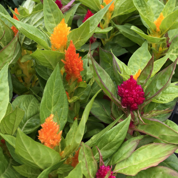 CELOSIA KIMONO MIX COCKSCOMB