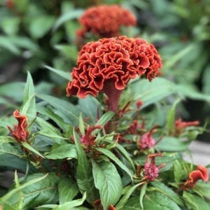 CELOSIA TWISTED ORANGE COCKSCOMB