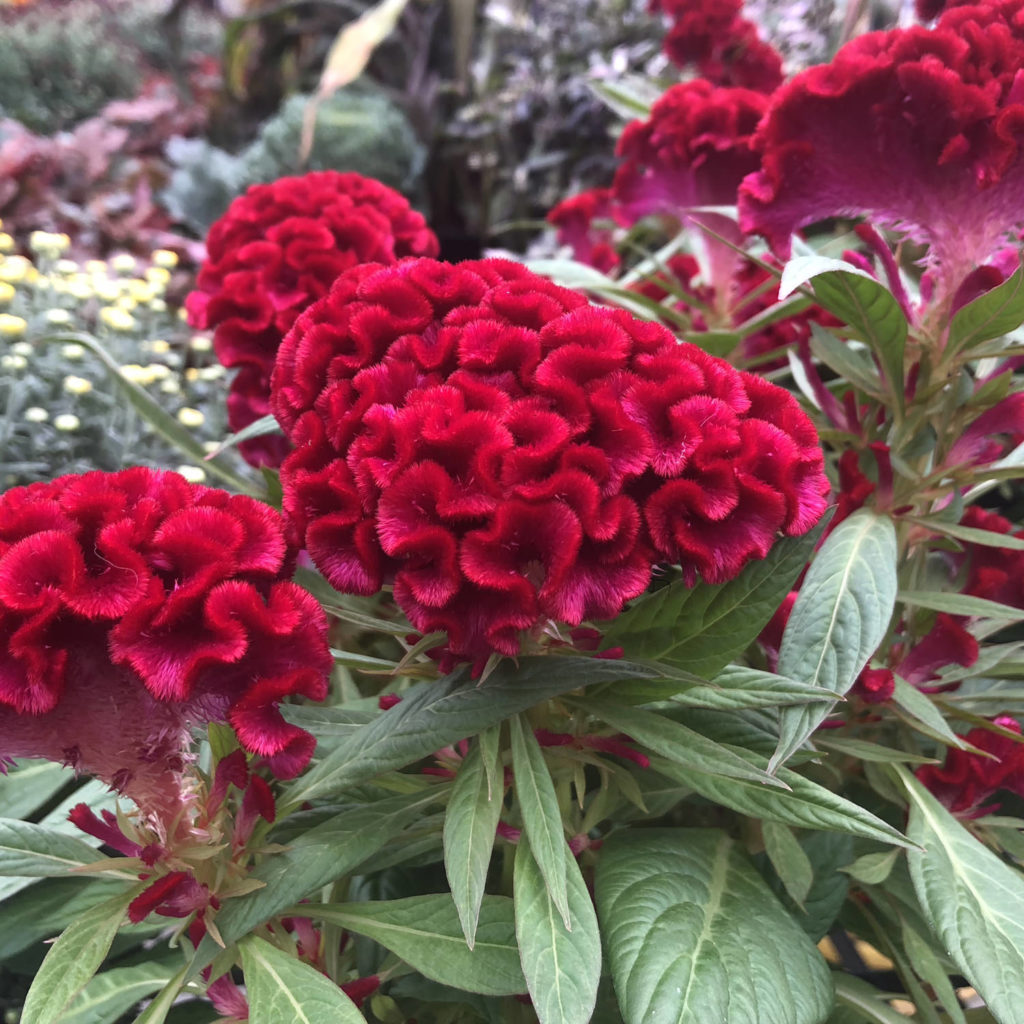 CELOSIA TWISTED RED COCKSCOMB