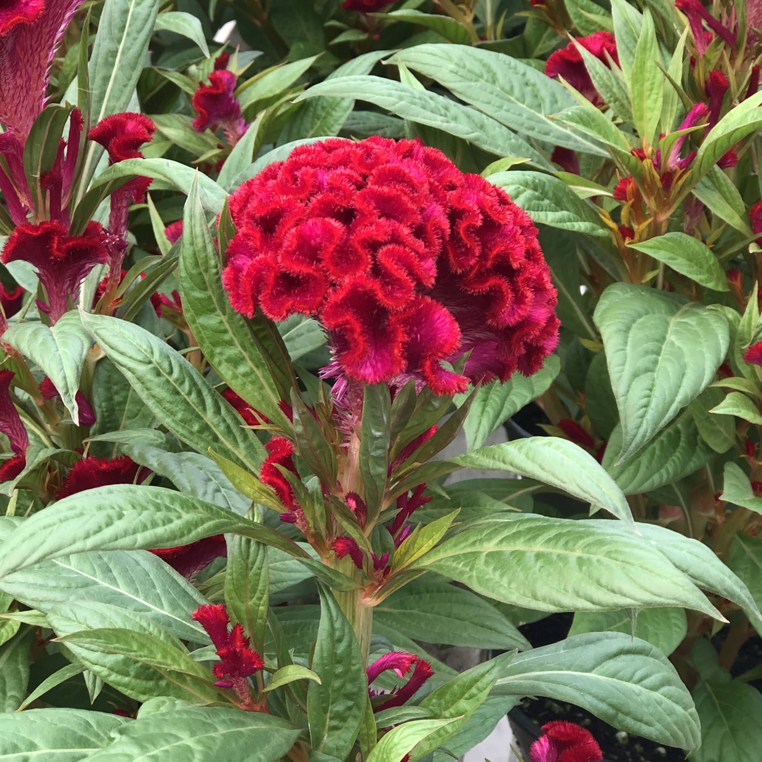 Celosia Twisted™ Red - Garden Crossings