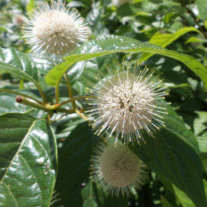 CEPHALANTHUS SUGAR SHACK BUTTON BUSH