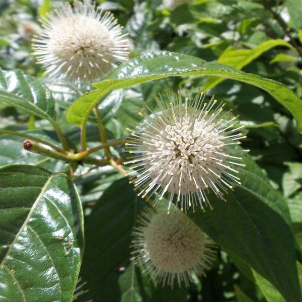 CEPHALANTHUS SUGAR SHACK BUTTON BUSH