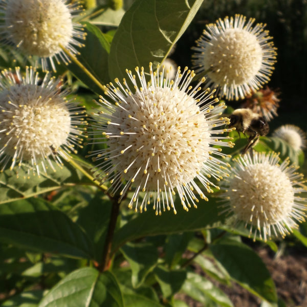 CEPHALANTHUS SUGAR SHACK BUTTON BUSH