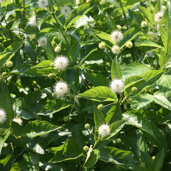 CEPHALANTHUS SUGAR SHACK BUTTON BUSH