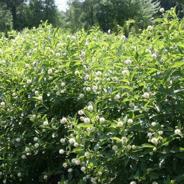 CEPHALANTHUS SUGAR SHACK BUTTON BUSH