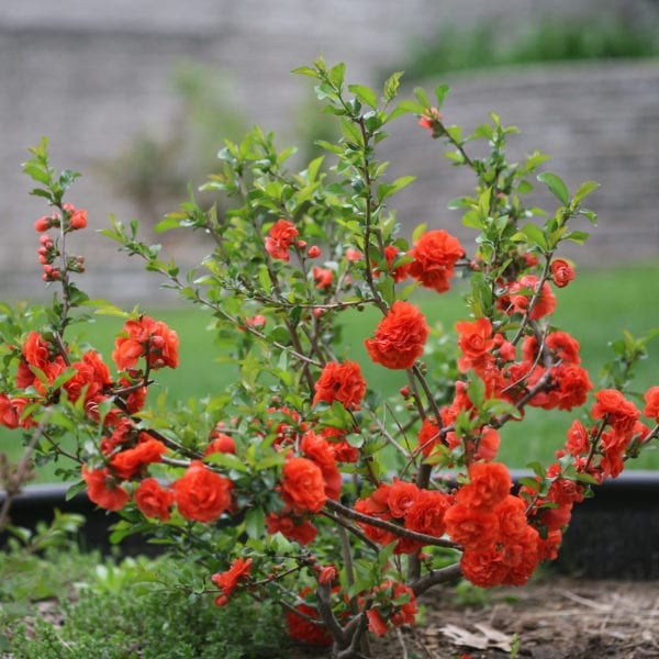 CHAENOMELES DOUBLE TAKE ORANGE QUINCE