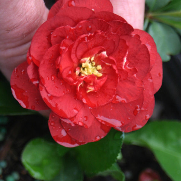 CHAENOMELES DOUBLE TAKE ORANGE QUINCE