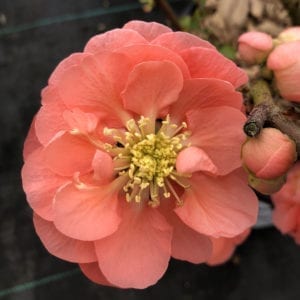 CHAENOMELES DOUBLE TAKE PEACH QUINCE