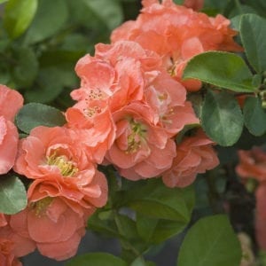 Quince Flowering - Chaenomeles