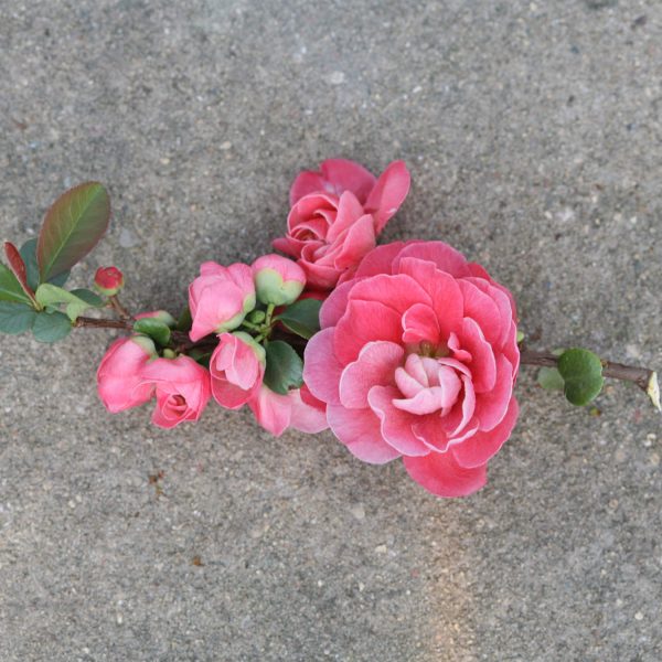 CHAENOMELES DOUBLE TAKE PINK QUINCE