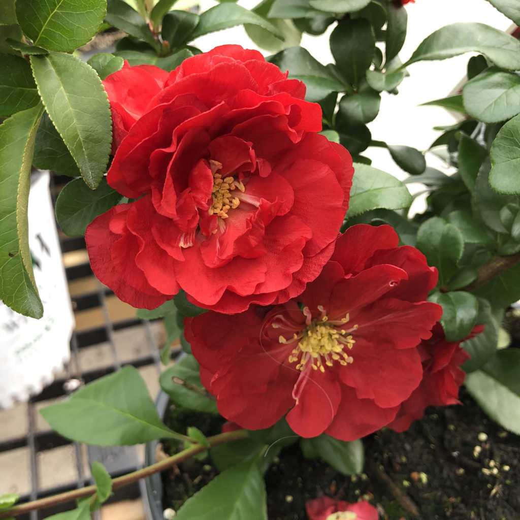 CHAENOMELES DOUBLE TAKE SCARLET QUINCE