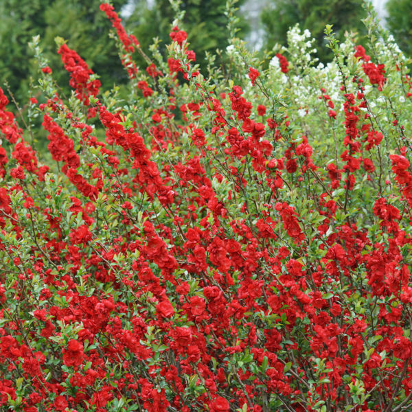 CHAENOMELES DOUBLE TAKE SCARLET QUINCE