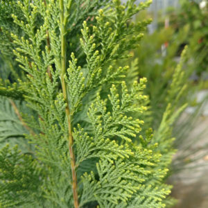 False Cypress - Chamaecyparis