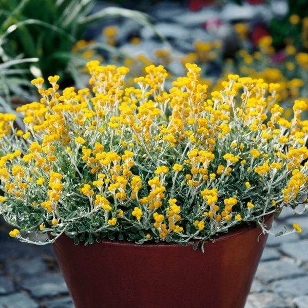 CHRYSOCEPHALUM FLAMBE YELLOW STRAWFLOWER