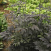 CIMICIFUGA CHOCOHOLIC BLACK SNAKEROOT