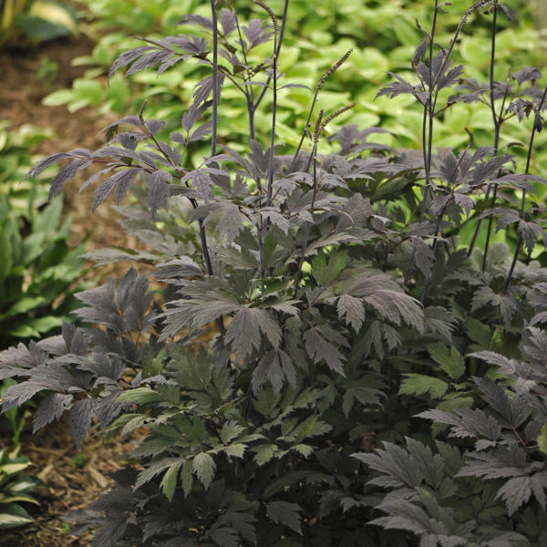 CIMICIFUGA CHOCOHOLIC BLACK SNAKEROOT