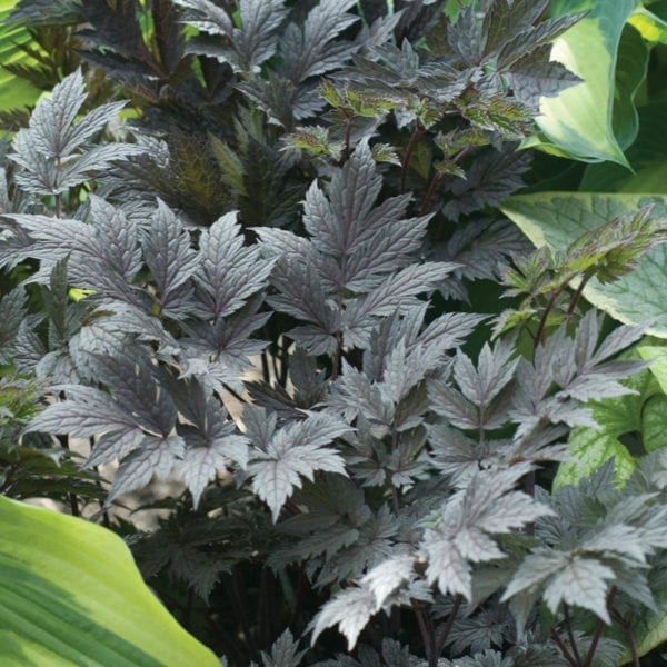 CIMICIFUGA CHOCOHOLIC BLACK SNAKEROOT